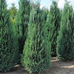 Blauwe Californische Cypres Chamaecyparis Columnaris 60-80 cm | Haagplant | Gardline