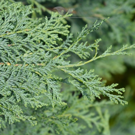 Blauwe Californische Cypres Chamaecyparis Columnaris 60-80 cm | Haagplant | Gardline