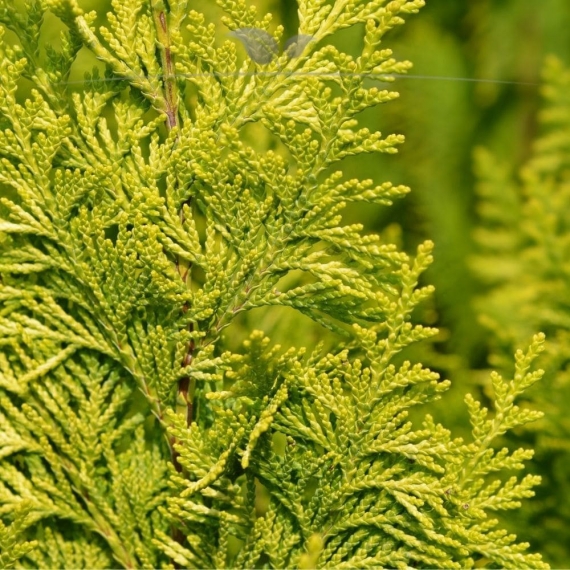 Gele Californische Cypres Chamaecyparis Ivonne 60-80 cm | Haagplant | Gardline