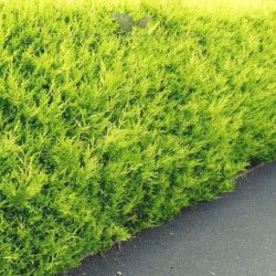 Gele Californische Cypres Chamaecyparis Ivonne 80-100 cm | Haagplant | Gardline