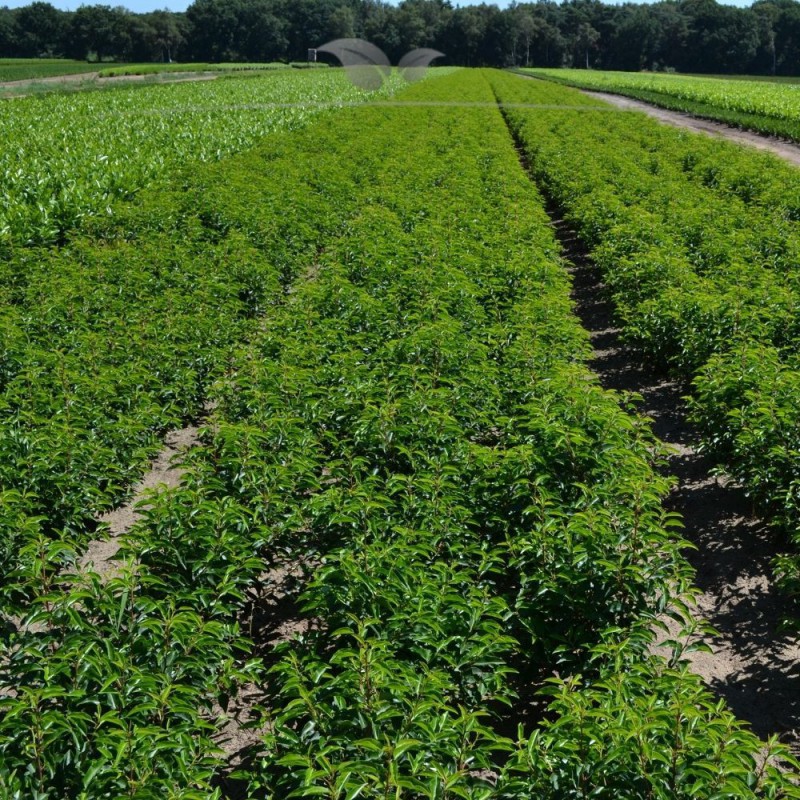 Portugese Laurier Prunus Angustifolia 180-200 cm | Haagplant | Gardline