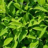 Laurier Prunus Caucasica 40-60 cm | Haagplant | Gardline Laurier Prunus Caucasica 40-60 cm | Haagplant | Gardline