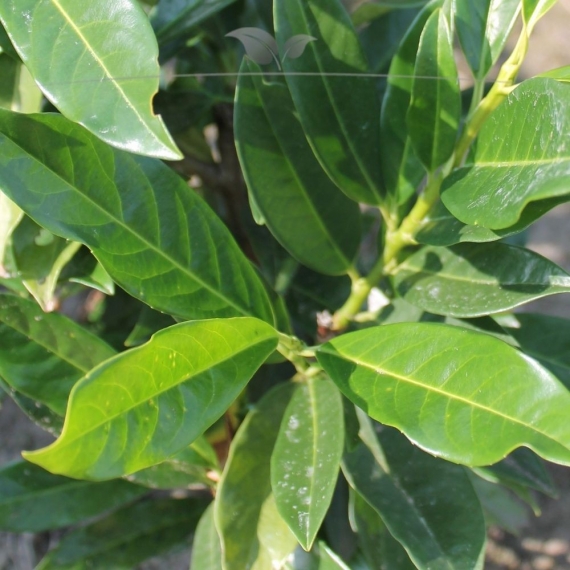 Laurier Prunus Herbergii 40-60 cm | Haagplant | Gardline