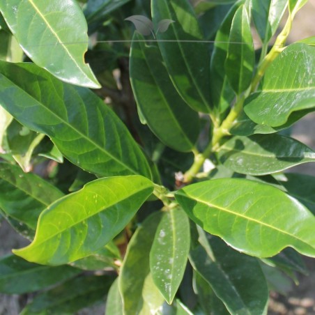 Laurier Prunus Herbergii 120-140 cm | Haagplant | Gardline Laurier Prunus Herbergii 120-140 cm | Haagplant | Gardline