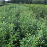 Laurier Prunus Herbergii 120-140 cm | Haagplant | Gardline Laurier Prunus Herbergii 120-140 cm | Haagplant | Gardline