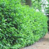 Laurier Prunus Novita 160-180 cm | Haagplant | Gardline Laurier Prunus Novita 160-180 cm | Haagplant | Gardline