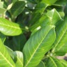 Laurier Prunus Novita 100-120 cm in Pot | Haagplant | Gardline Laurier Prunus Novita 100-120 cm in Pot | Haagplant | Gardline