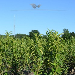 Laurier Prunus Genolia 60-80 cm | Haagplant | Gardline