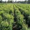 Laurier Prunus Genolia 160-180 cm | Haagplant | Gardline Laurier Prunus Genolia 160-180 cm | Haagplant | Gardline