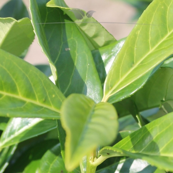 Laurier Prunus Genolia 60-80 cm in Pot | Haagplant | Gardline