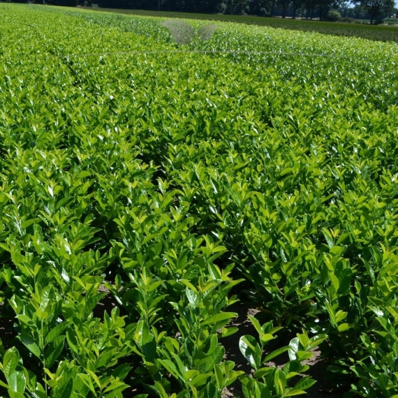 Laurier Prunus Rotundifolia 40-60 cm | Haagplant | Gardline