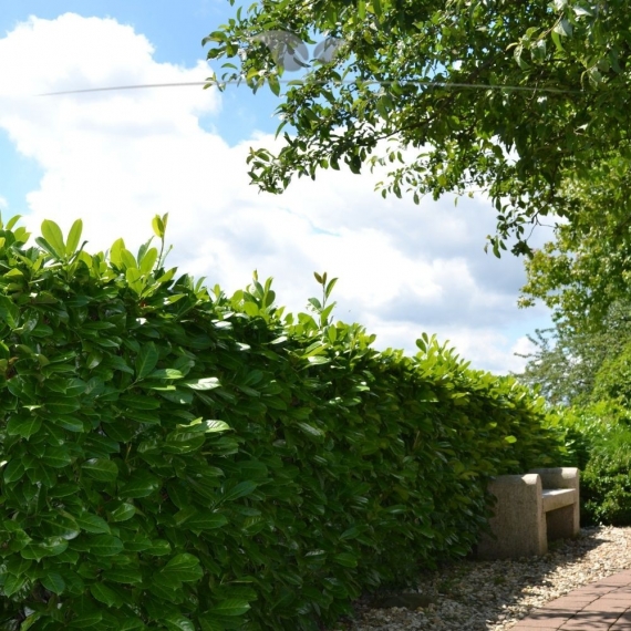 Laurier Prunus Rotundifolia 120-140 cm | Haagplant | Gardline Laurier Prunus Rotundifolia 120-140 cm | Haagplant | Gardline