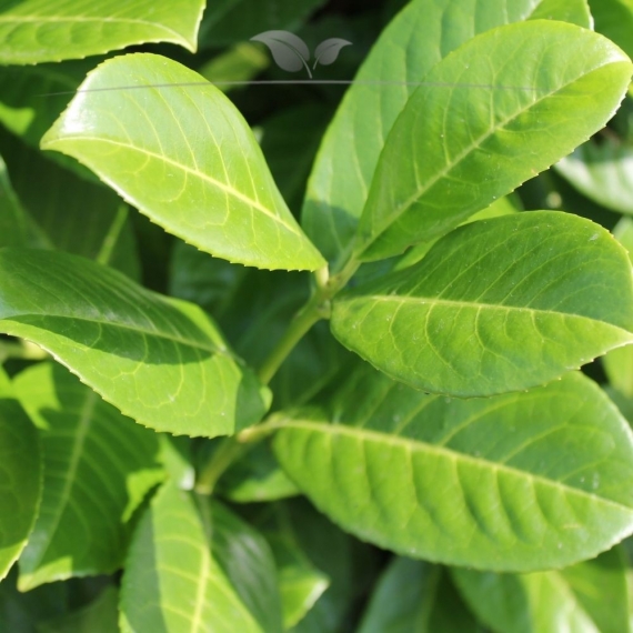 Laurier Prunus Rotundifolia 120-140 cm | Haagplant | Gardline Laurier Prunus Rotundifolia 120-140 cm | Haagplant | Gardline