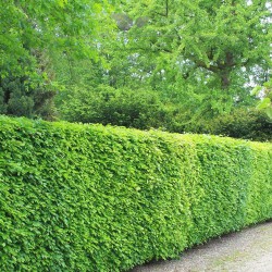 Groene Beuk Fagus sylvatica 60-80 cm Blote wortel | Haagplant | Gardline