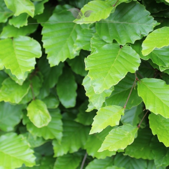 Groene Beuk Fagus sylvatica 60-80 cm in Pot | Haagplant | Gardline