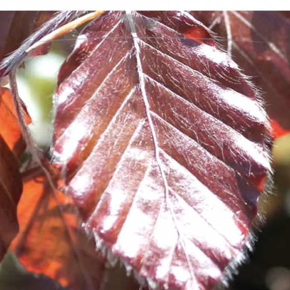 Rode Beuk Fagus sylvatica Atropunicea 100-125 cm Blote wortel | Haagplant | Gardline