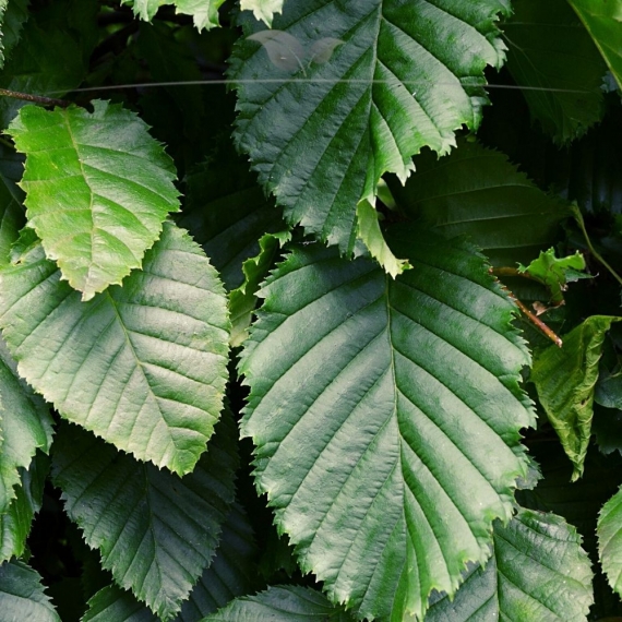 Haagbeuk Carpinus betulus 60-80 cm in Pot | Haagplant | Gardline