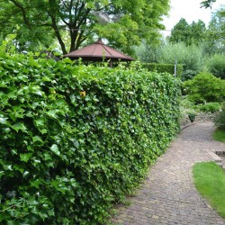 Ierse Klimop Hedera hibernica 150-175 cm in Pot | Haagplant | Gardline