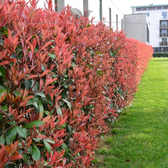 Glansmispel Photinia Red Robin 60-80 cm | Haagplant | Gardline