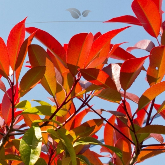 Glansmispel Photinia Red Robin 40-60 cm in Pot | Haagplant | Gardline