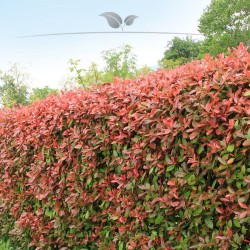 Glansmispel Photinia Red Robin 175-200 cm in Pot | Haagplant | Gardline