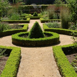 Buxus sempervirens 40-50 cm | Haagplant | Gardline