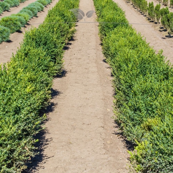 Buxus sempervirens 25-30 cm Blote wortel | Haagplant | Gardline