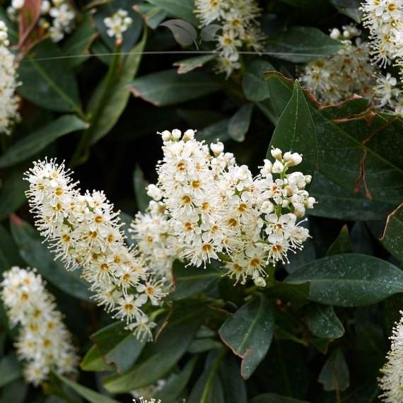 Laurier Prunus Otto Luyken 20-30 cm in Pot | Haagplant | Gardline