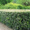 Laurier Prunus Otto Luyken 30-40 cm in Pot | Haagplant | Gardline Laurier Prunus Otto Luyken 30-40 cm in Pot | Haagplant | Gardline