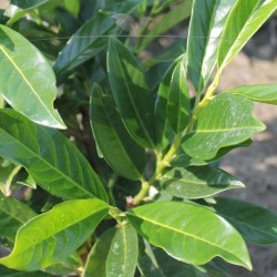 Laurier Prunus Reynvaanii 40-60 cm in Pot | Haagplant | Gardline