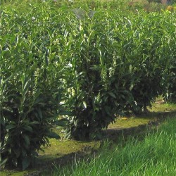 Laurier Prunus Reynvaanii 100-120 cm | Haagplant | Gardline
