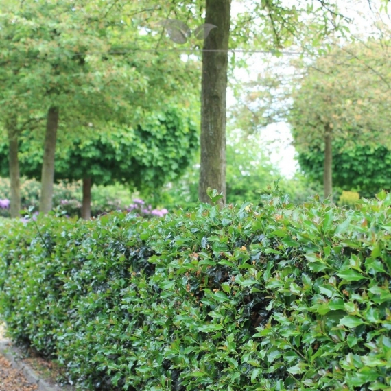 Hulst Ilex Blue Angel 40-60 cm | Haagplant | Gardline