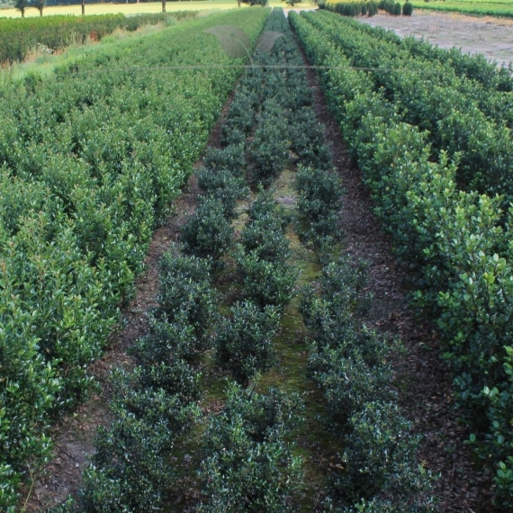 Hulst Ilex Blue Angel 40-60 cm | Haagplant | Gardline