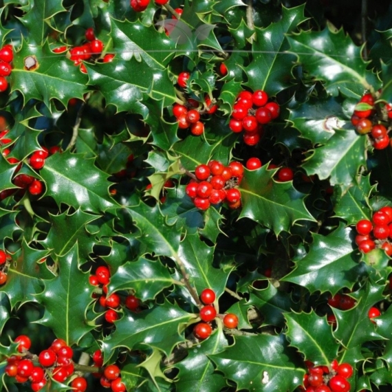 Hulst Ilex Blue Angel 150-175 cm | Haagplant | Gardline