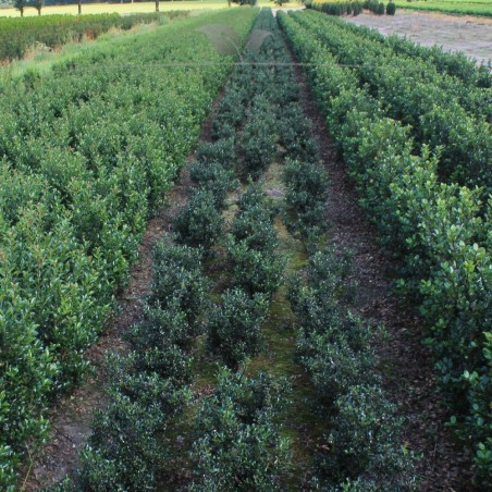 Hulst Ilex Blue Angel 150-175 cm | Haagplant | Gardline Hulst Ilex Blue Angel 150-175 cm | Haagplant | Gardline