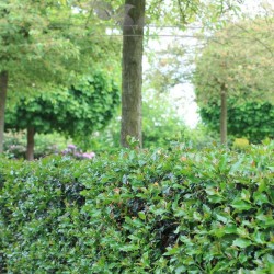 Hulst Ilex Blue Angel 40-60 cm in Pot | Haagplant | Gardline