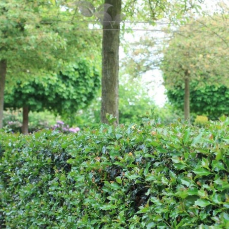 Hulst Ilex Blue Angel 40-60 cm in Pot | Haagplant | Gardline Hulst Ilex Blue Angel 40-60 cm in Pot | Haagplant | Gardline