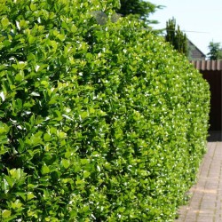 Hulst Ilex Blue Prince 40-60 cm | Haagplant | Gardline