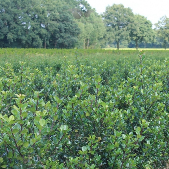 Hulst Ilex Blue Prince 40-60 cm | Haagplant | Gardline