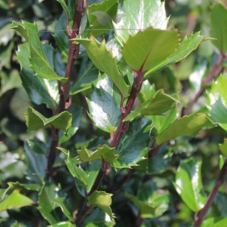 Hulst Ilex Blue Prince 125-150 cm | Haagplant | Gardline Hulst Ilex Blue Prince 125-150 cm | Haagplant | Gardline