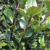 Hulst Ilex Blue Prince 125-150 cm | Haagplant | Gardline Hulst Ilex Blue Prince 125-150 cm | Haagplant | Gardline