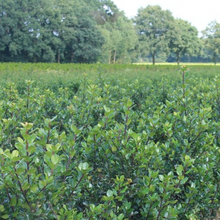 Hulst Ilex Blue Prince 125-150 cm | Haagplant | Gardline Hulst Ilex Blue Prince 125-150 cm | Haagplant | Gardline
