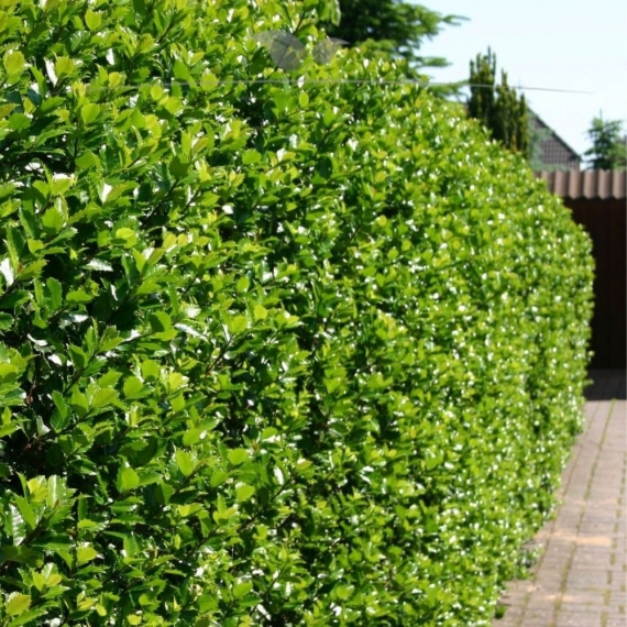 Hulst Ilex Blue Prince 100-125 cm | Haagplant | Gardline