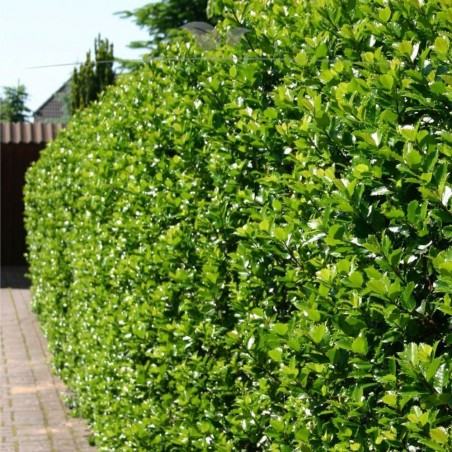 Hulst Ilex Blue Prince 40-60 cm in Pot | Haagplant | Gardline Hulst Ilex Blue Prince 40-60 cm in Pot | Haagplant | Gardline
