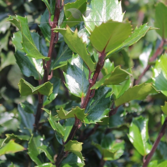 Hulst Ilex Blue Prince 40-60 cm in Pot | Haagplant | Gardline