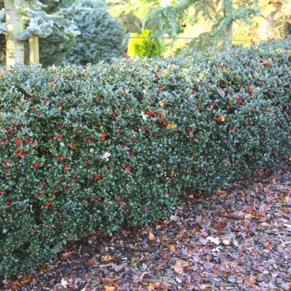 Hulst Ilex Blue Princess 40-60 cm | Haagplant | Gardline