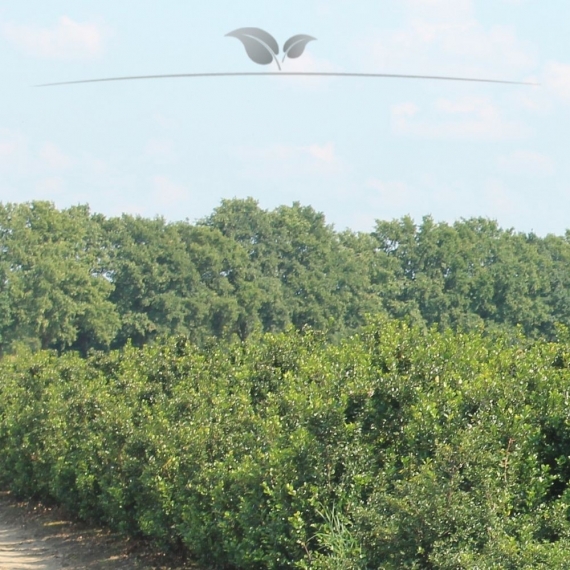 Hulst Ilex Blue Princess 60-80 cm | Haagplant | Gardline