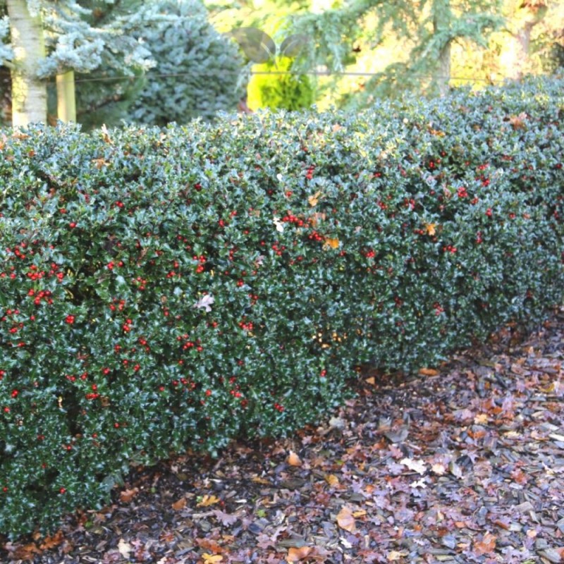 Hulst Ilex Blue Princess 150-175 cm | Haagplant | Gardline