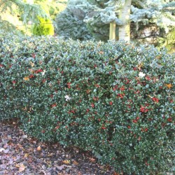 Hulst Ilex Blue Princess 40-60 cm in Pot | Haagplant | Gardline