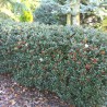 Hulst Ilex Blue Princess 40-60 cm in Pot | Haagplant | Gardline Hulst Ilex Blue Princess 40-60 cm in Pot | Haagplant | Gardline